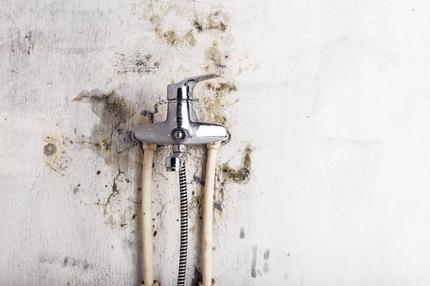 Trusted Indialantic, FL Mold Remediation Experts