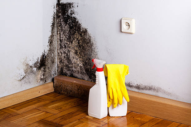 Best Residential Mold Remediation in Indialantic, FL